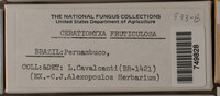 Ceratiomyxa fruticulosa var. fruticulosa image
